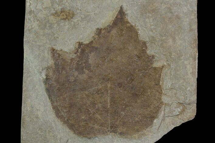 5.4" Fossil Sycamore Leaf (Platanus) - Nebraska